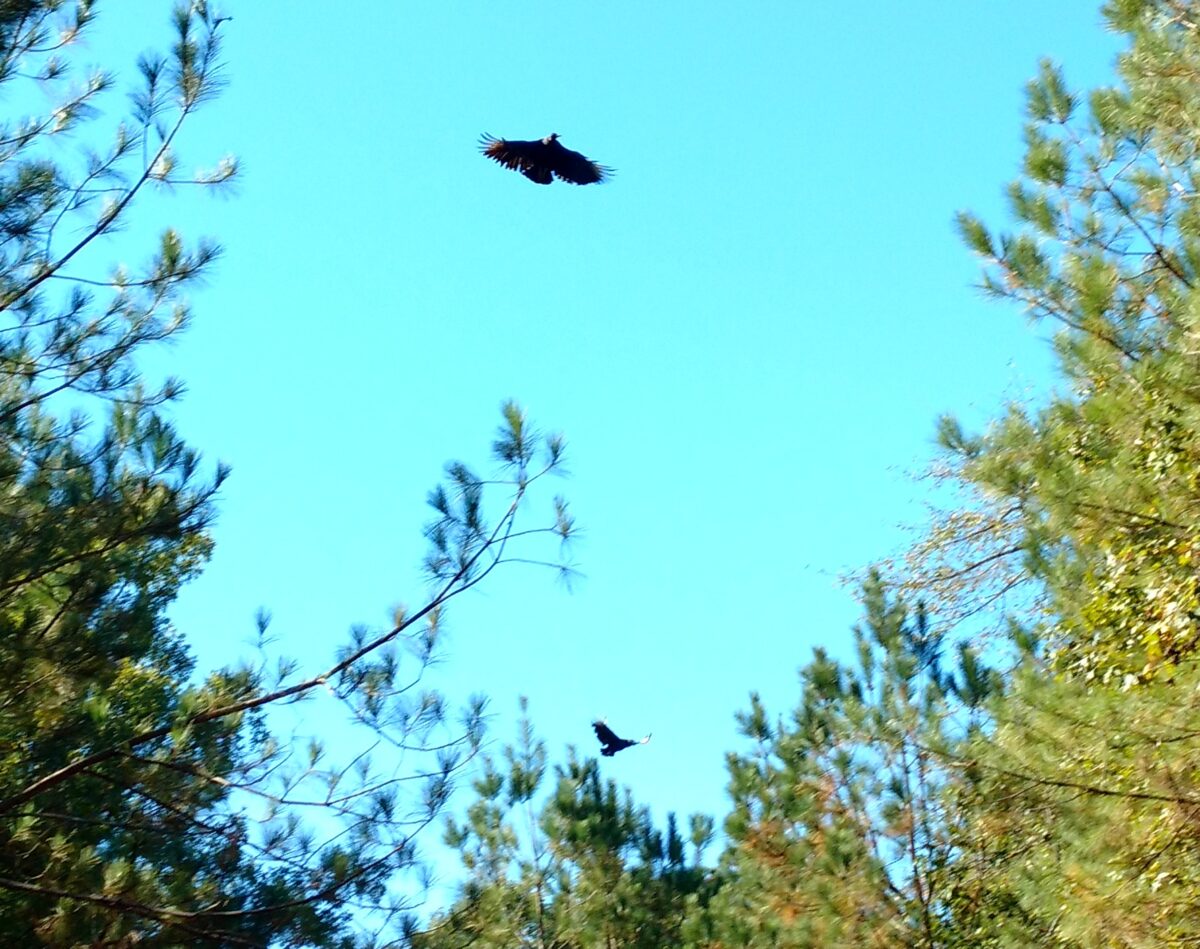 two buzzards.jpg