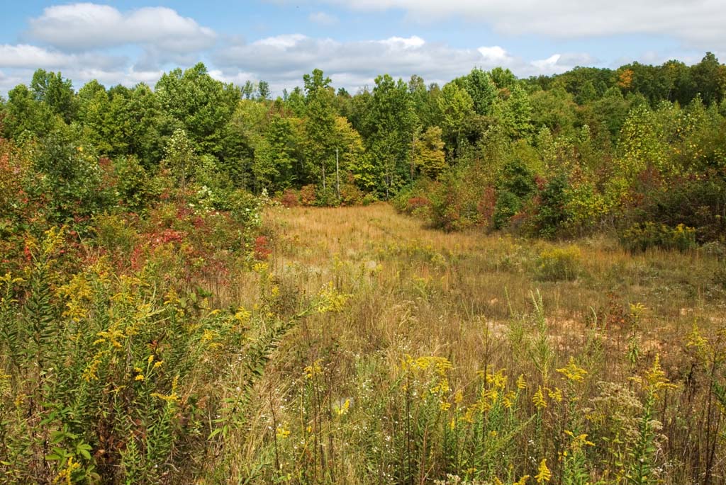 Good Quail Habitat