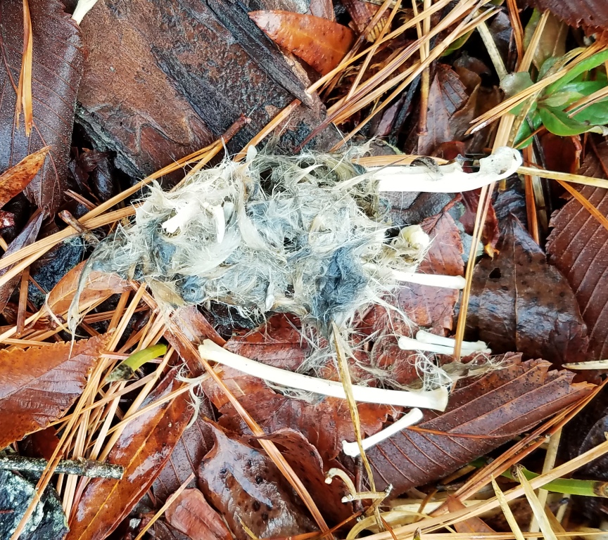 wet owl pellet