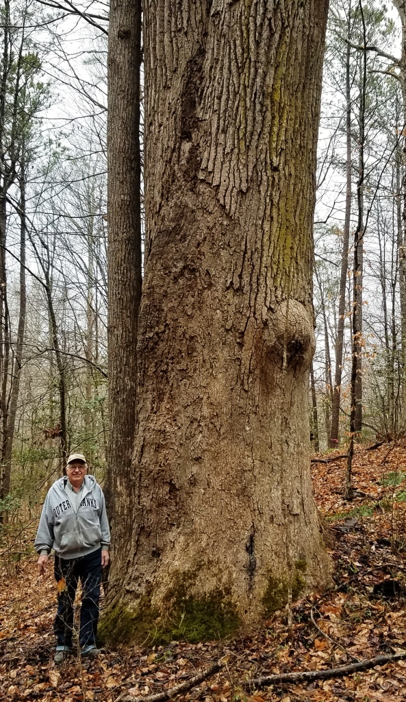 Wezensky poplar